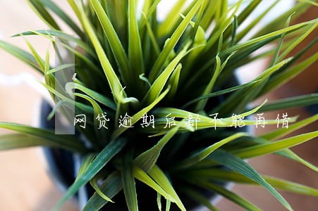 网贷逾期后都不能再借 网贷逾期后都不能再借