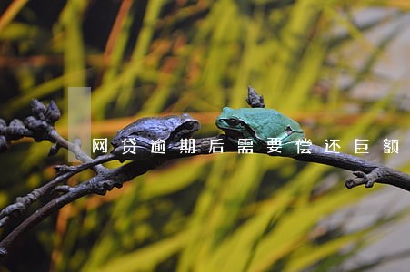 网贷逾期后需要偿还巨额逾期费吗 网贷逾期后需要偿还巨额逾期费吗