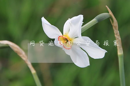 网贷逾期向公安局报案 网贷逾期向公安局报案