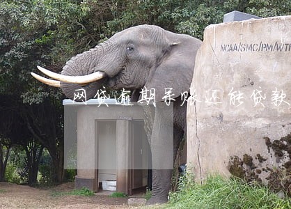 网贷逾期呆账还能贷款吗 网贷逾期呆账还能贷款吗