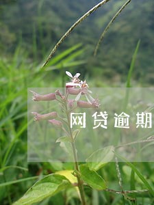 网贷逾期呼死你怎么办 网贷逾期呼死你怎么办