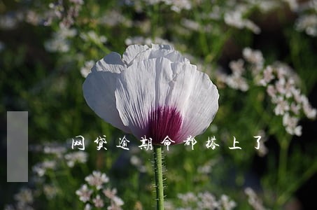 网贷逾期命都搭上了