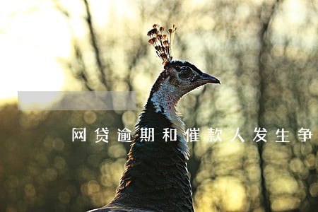 网贷逾期和催款人发生争执 网贷逾期和催款人发生争执