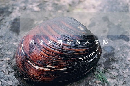 网贷逾期和养老保险 网贷逾期和养老保险