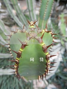 网贷逾期和协商还款 网贷逾期和协商还款