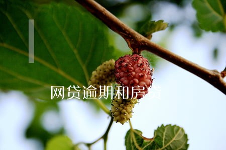 网贷逾期和房贷 网贷逾期和房贷