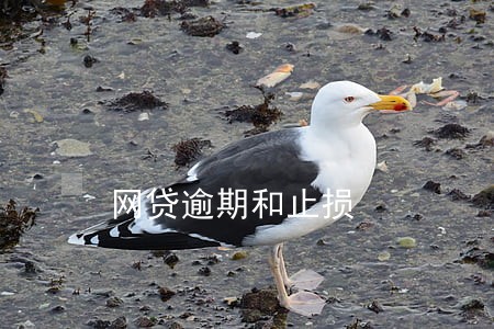 网贷逾期和止损 网贷逾期和止损