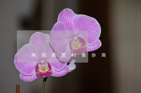 网贷逾期和谁协商 网贷逾期和谁协商