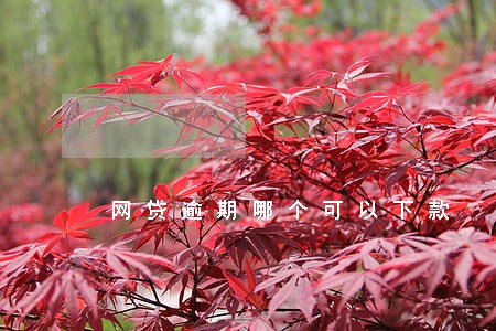 网贷逾期哪个可以下款 网贷逾期哪个可以下款