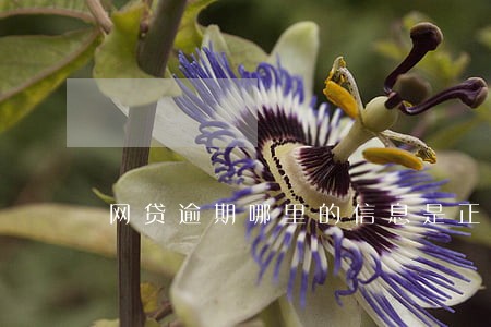 网贷逾期哪里的信息是正确的 网贷逾期哪里的信息是正确的