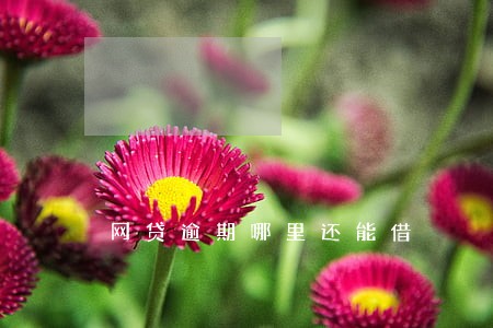 网贷逾期哪里还能借 网贷逾期哪里还能借