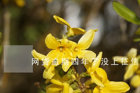 网贷逾期四年了没上征信 网贷逾期四年了没上征信