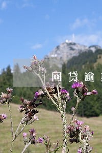 网贷逾期四年以上 网贷逾期四年以上