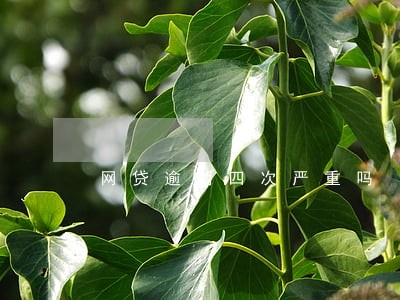网贷逾期四次严重吗 网贷逾期四次严重吗