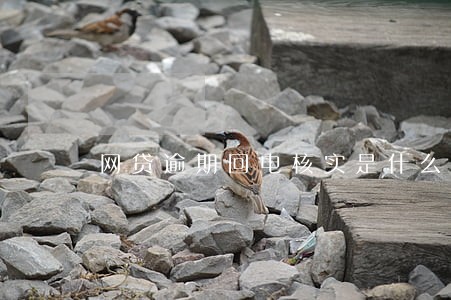 网贷逾期回电核实是什么意思