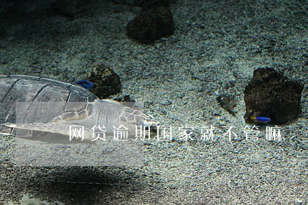 网贷逾期国家就不管嘛 网贷逾期国家就不管嘛