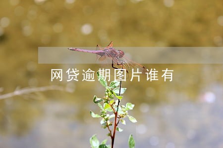 网贷逾期图片谁有 网贷逾期图片谁有