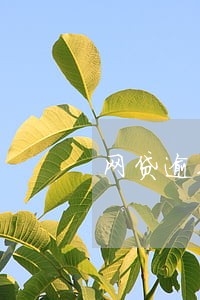 网贷逾期在哪还可以借钱 网贷逾期在哪还可以借钱