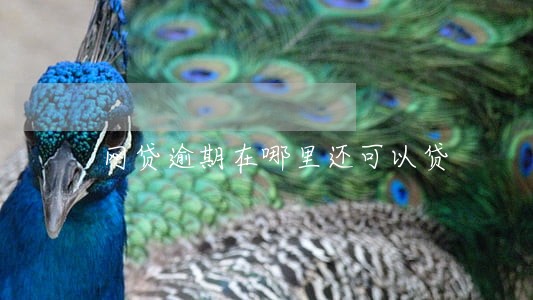 网贷逾期在哪里还可以贷