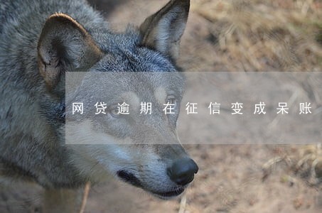 网贷逾期在征信变成呆账