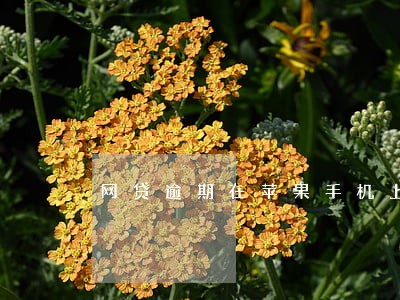 网贷逾期在苹果手机上显示页面 网贷逾期在苹果手机上显示页面