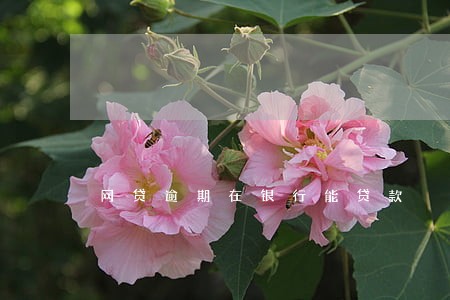 网贷逾期在银行能贷款 网贷逾期在银行能贷款