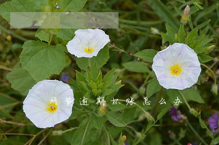 网贷逾期坏账怎么办 网贷逾期坏账怎么办