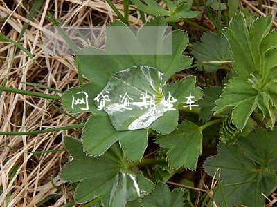 网贷逾期坐车 网贷逾期坐车