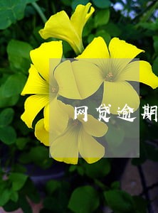 网贷逾期坐车买票会抓吗 网贷逾期坐车买票会抓吗