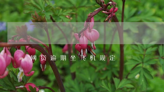 网贷逾期坐飞机规定