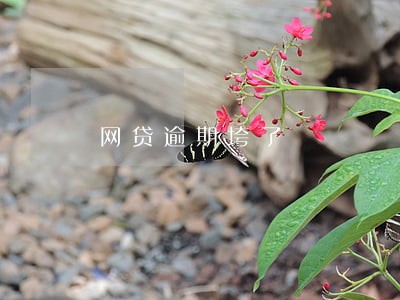 网贷逾期垮了 网贷逾期垮了
