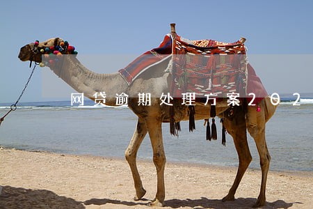 网贷逾期处理方案2021 网贷逾期处理方案2021