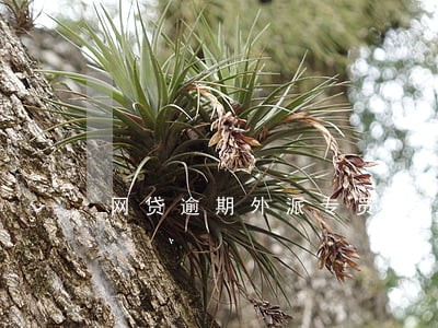 网贷逾期外派专员 网贷逾期外派专员