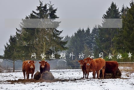 网贷逾期外访公司会拖车吗 网贷逾期外访公司会拖车吗