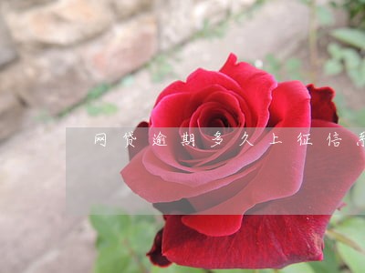 网贷逾期多久上征信系统 网贷逾期多久上征信系统