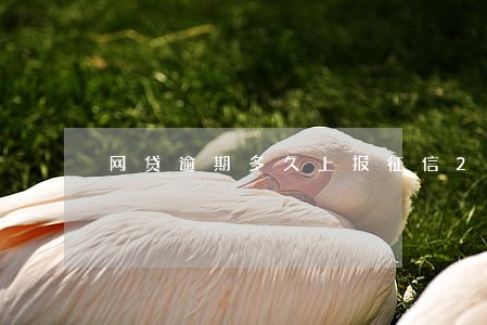 网贷逾期多久上报征信2019 网贷逾期多久上报征信2019