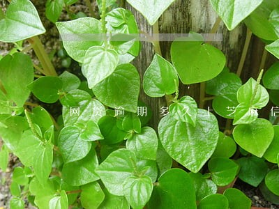 网贷逾期多久上芝麻信用 网贷逾期多久上芝麻信用