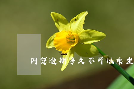 网贷逾期多久不可以乘坐飞机 网贷逾期多久不可以乘坐飞机
