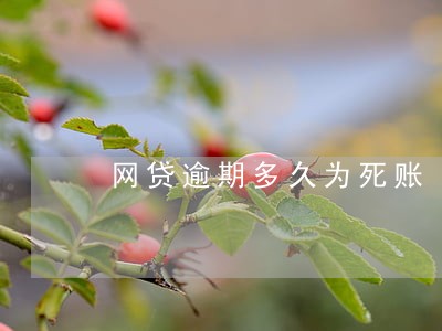网贷逾期多久为死账 网贷逾期多久为死账