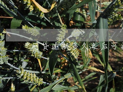 网贷逾期多久之后可再借 网贷逾期多久之后可再借