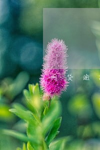 网贷逾期多久了才不催收 网贷逾期多久了才不催收