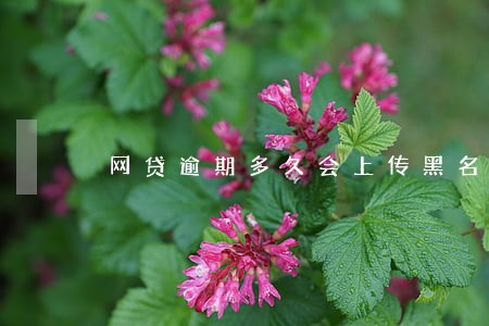 网贷逾期多久会上传黑名单 网贷逾期多久会上传黑名单
