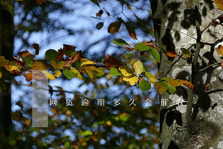 网贷逾期多久会催收 网贷逾期多久会催收