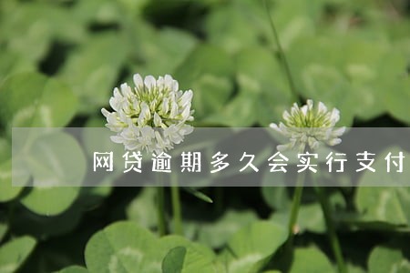 网贷逾期多久会实行支付令 网贷逾期多久会实行支付令