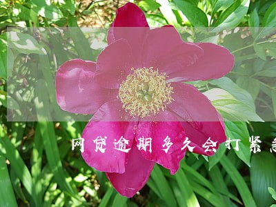 网贷逾期多久会打紧急电话 网贷逾期多久会打紧急电话