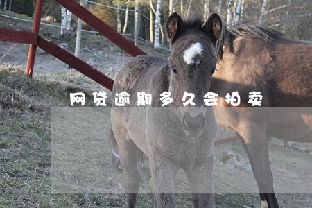 网贷逾期多久会拍卖 网贷逾期多久会拍卖