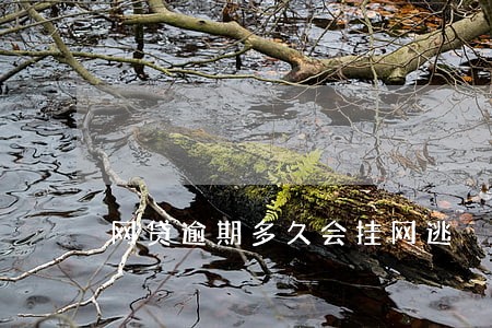 网贷逾期多久会挂网逃 网贷逾期多久会挂网逃