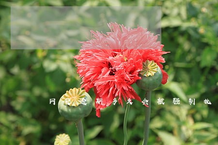 网贷逾期多久会被强制执行 网贷逾期多久会被强制执行