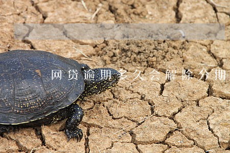 网贷逾期多久会解除分期 网贷逾期多久会解除分期