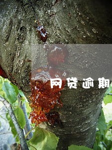 网贷逾期多久会销 网贷逾期多久会销